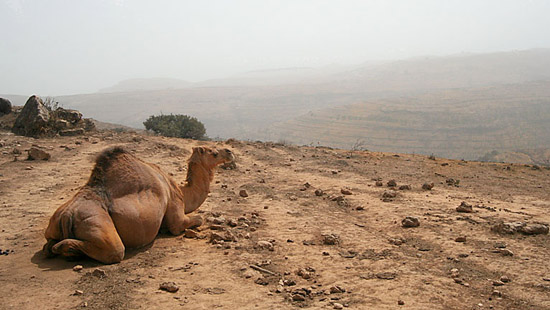 09 Seated camel surveys his domain